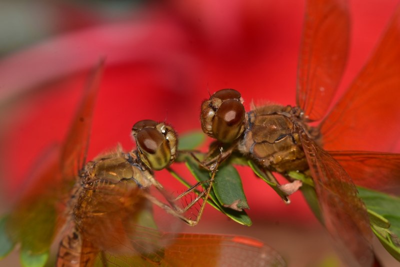 Musca domestica комнатная Муха