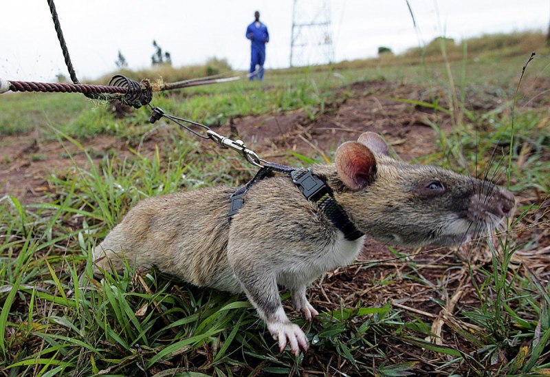 Rattus Rattus чёрная крыса