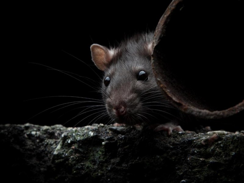 Серая крыса Rattus norvegicus