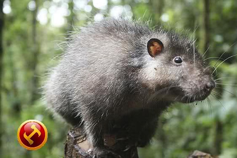 Крыса Rattus Rattus