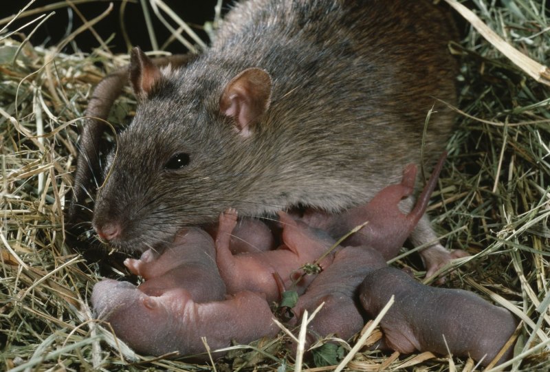 Серая крыса (Пасюк) - Rattus norvegicus.