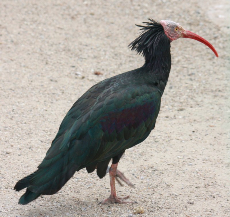 Ибис красный, алый (Eudocimus ruber)
