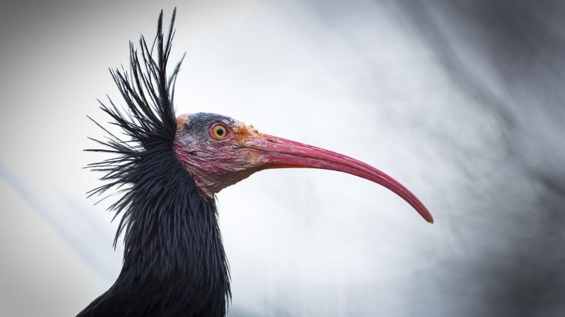 Bald ibis перевод