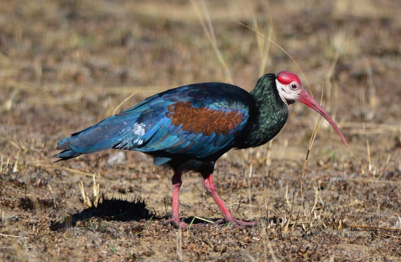 Geronticus calvus