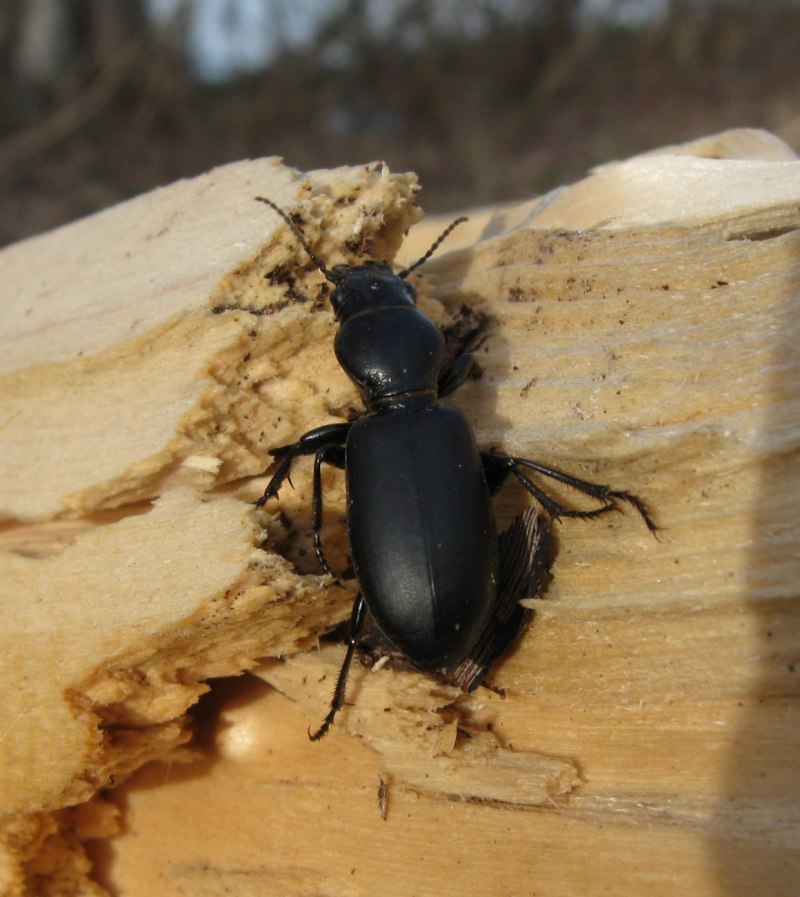 Tenebrio Molitor мучной хрущак