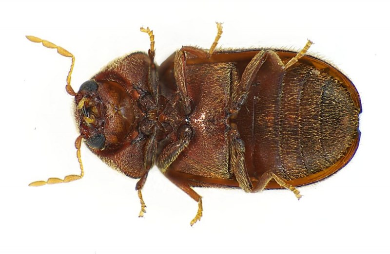 Tenebrio Molitor личинка