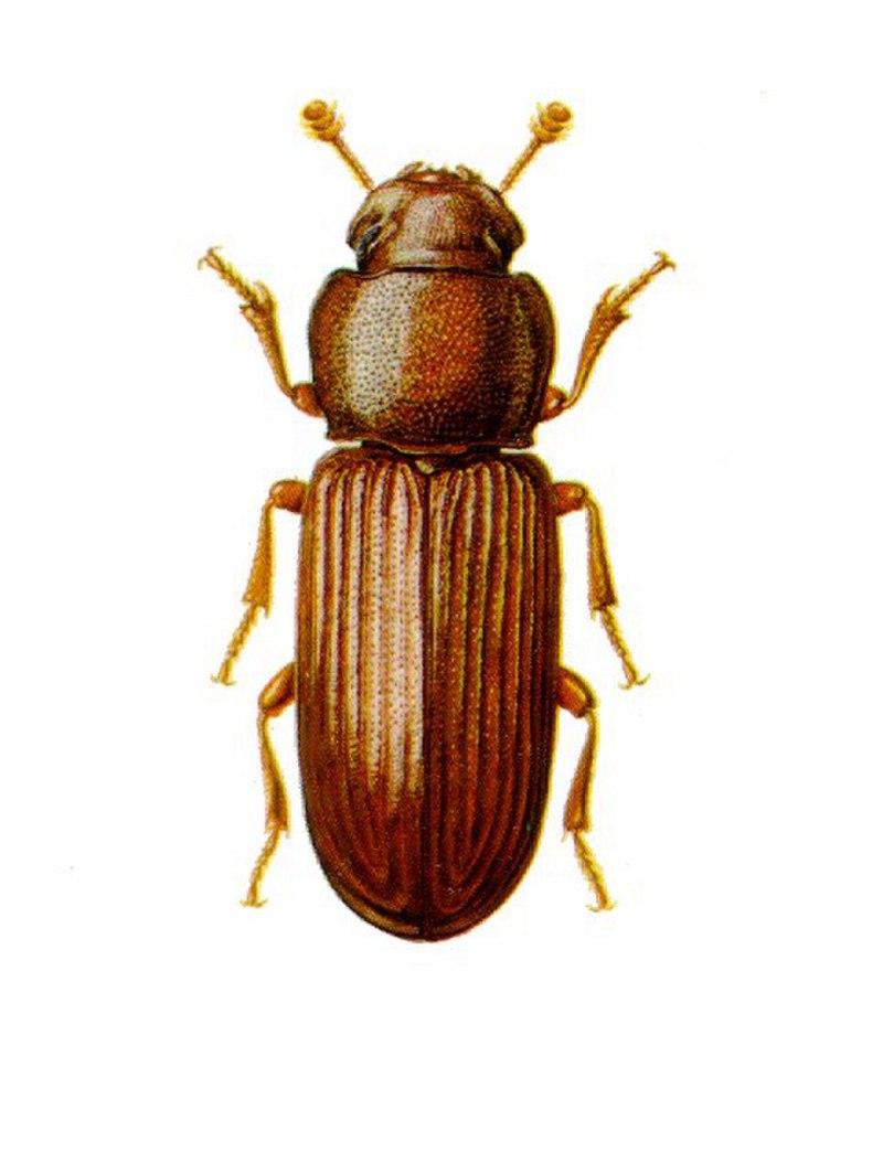 Зерновой Точильщик Rhizopertha Dominica