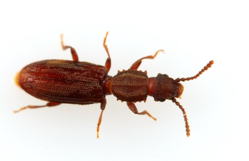 Tenebrio Molitor мучной хрущак