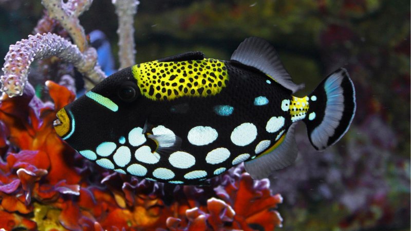 Melichthys indicus indian Triggerfish