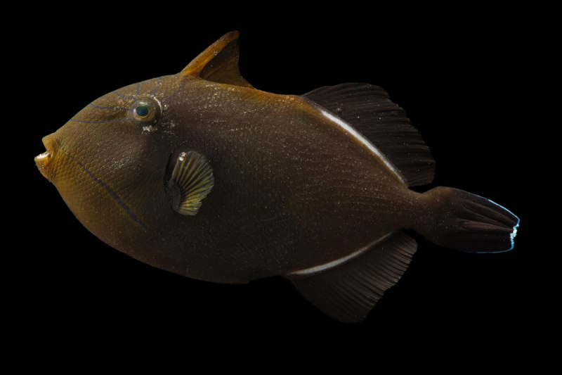 Спинорог индийский, m /Melichthys indicus (7-9см)
