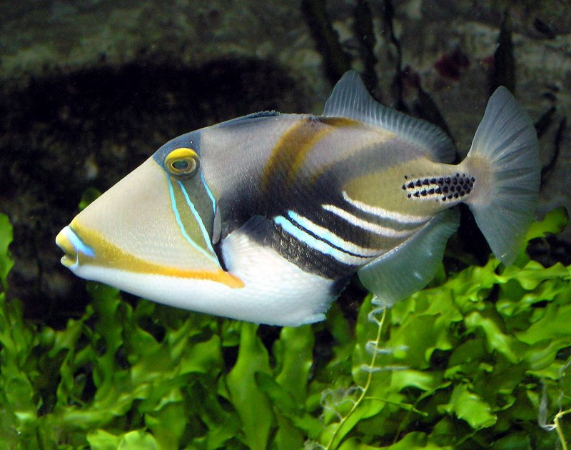 Спинорог крупнопятнистый balistoides conspicillum