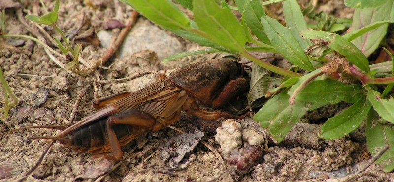 Медведка обыкновенная Gryllotalpa Gryllotalpa