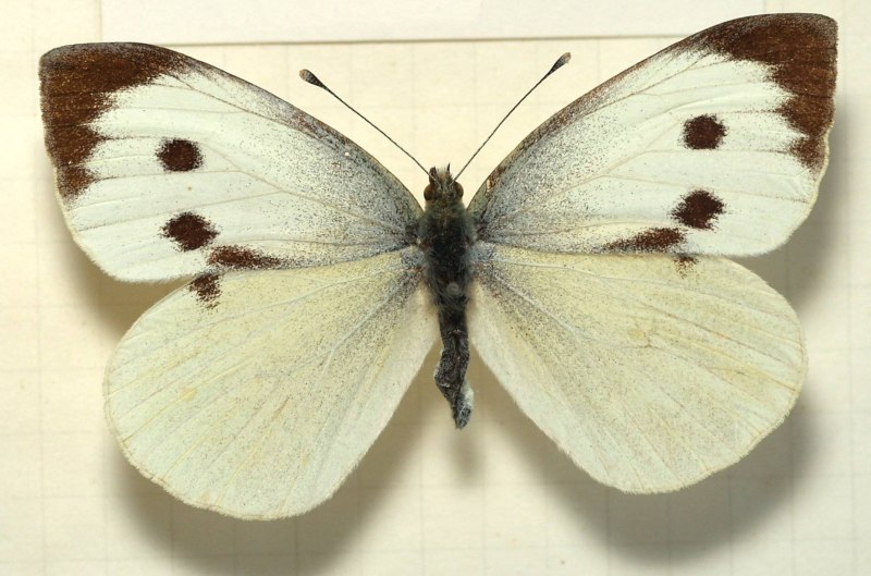 Капустянка бабочка (66 фото)