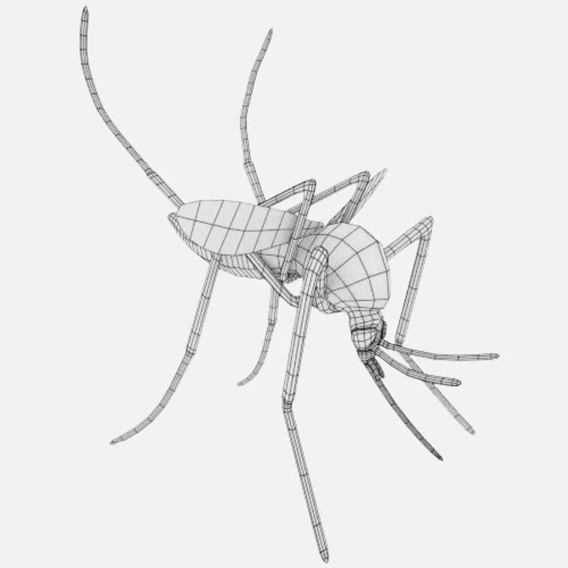 Комар Aedes cantans.