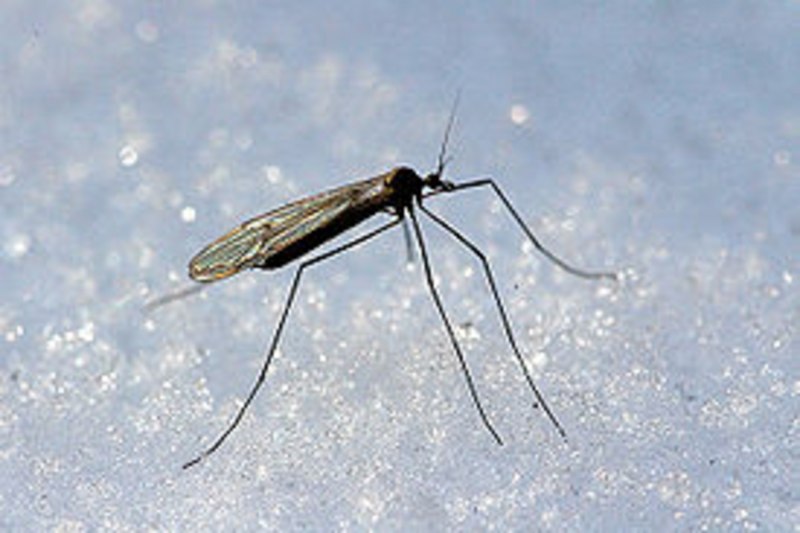Зимний комарик Trichoceridae