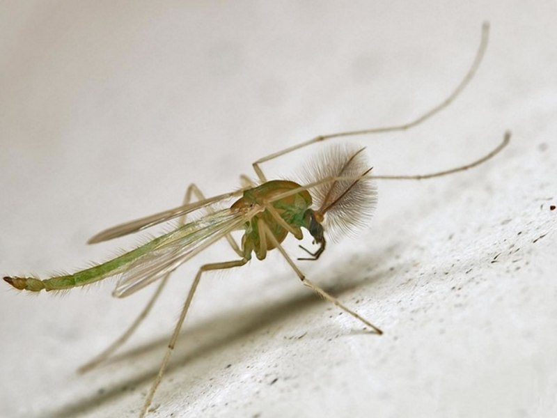 Комар Chironomidae
