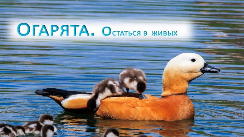 Огари с утятами