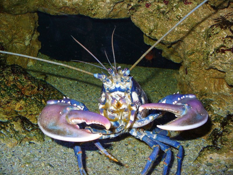 Ракообразные Омар морской