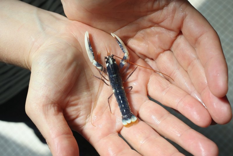 Larvae Lobster фото
