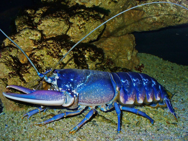 Американский Омар (лобстер)