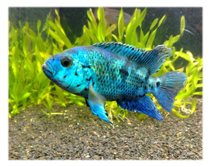 Бриллиантовая цихлазома (Herichthys carpintis)