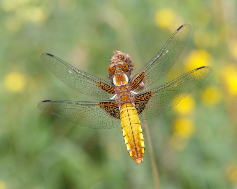 Pyrrhosoma nymphula