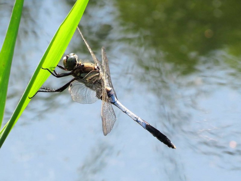 Стрекоза Calopteryx Virgo