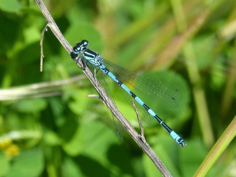 Aeshna affinis Dragonfly