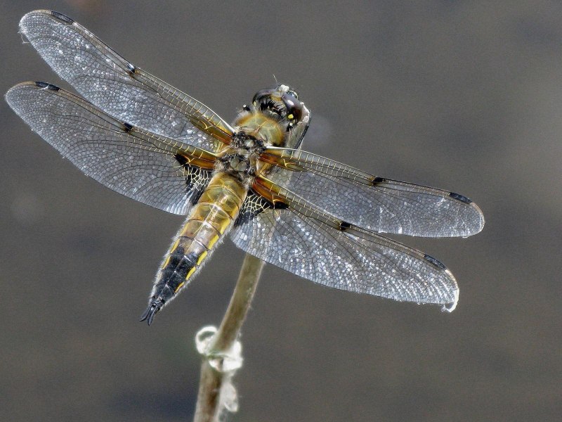 Coenagrion pulchellum