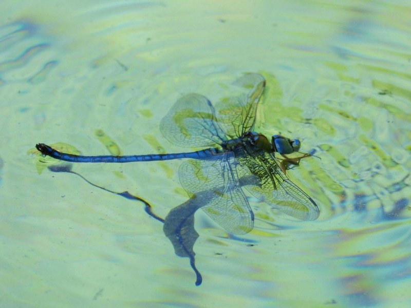 Anisozygoptera Стрекоза
