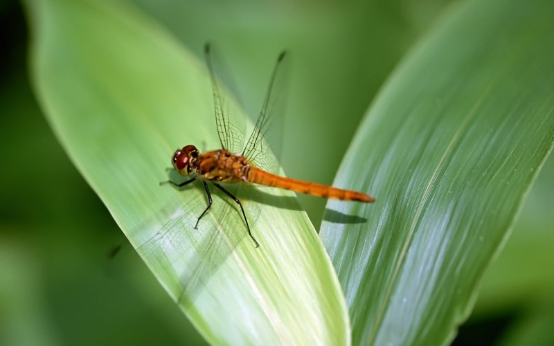 Libellula depressa личинка