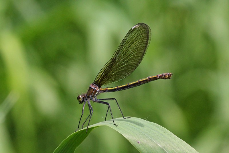 Dragonfly Ornithopter арт