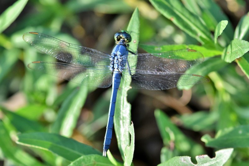 Aeshna affinis Dragonfly