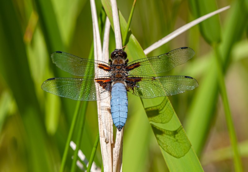 Sympetrum vulgatum