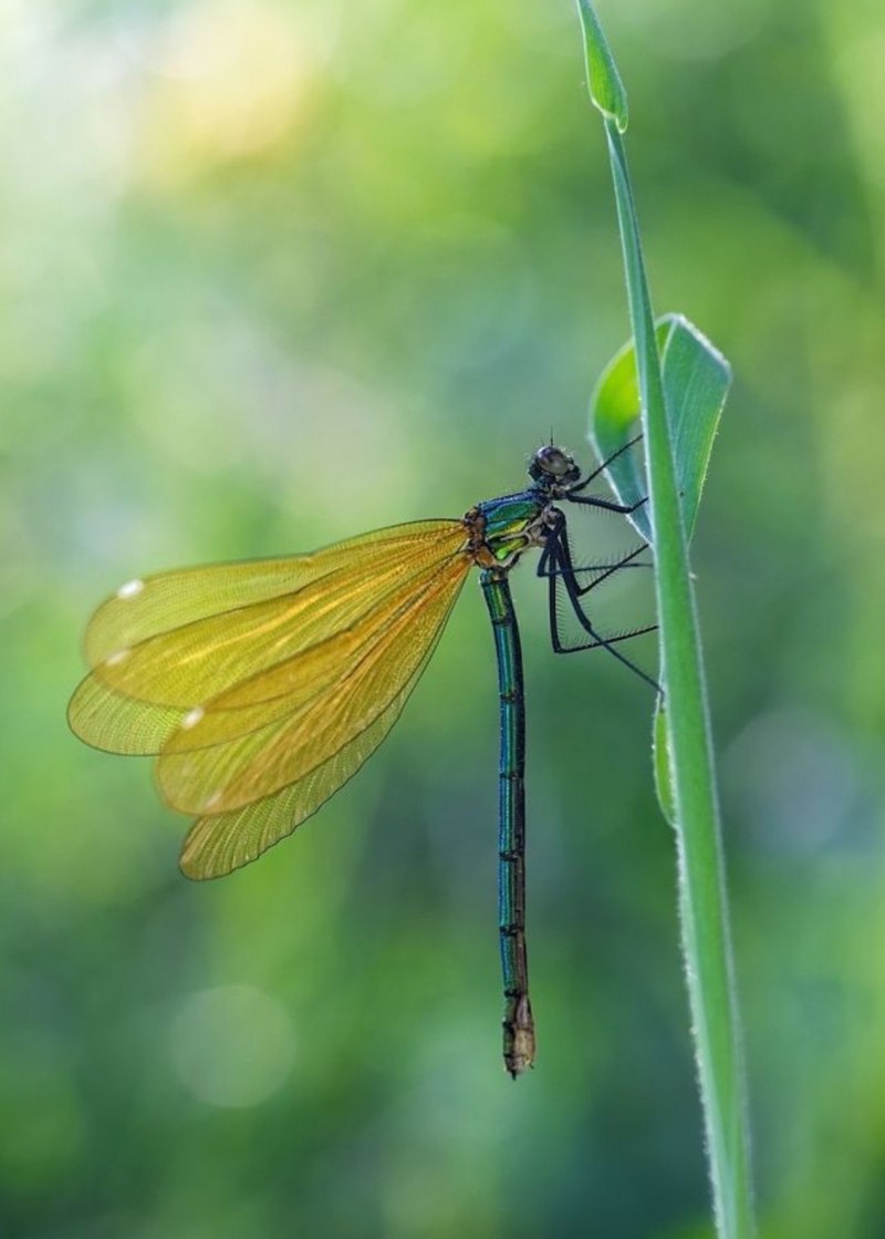 Coenagrion Puella) Стрекоза