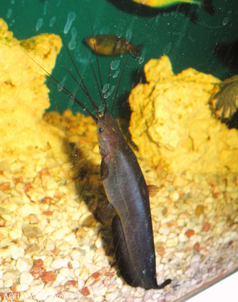 Heteropneustes kemratensis