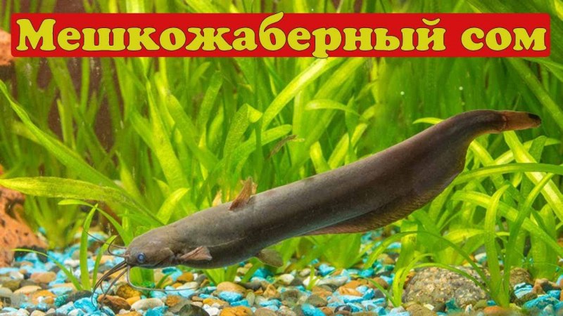 Сом мешкожаберный аквариумный