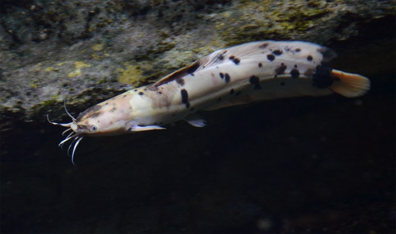 Шармуля Clarias gariepinus
