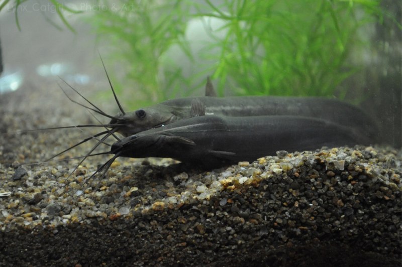 Cryptocoryne Wild Fish Stream -Aquarium