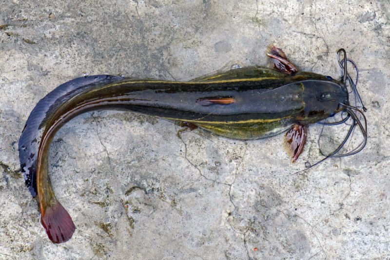 Heteropneustes kemratensis