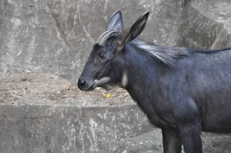 Серый волк canis Lupus