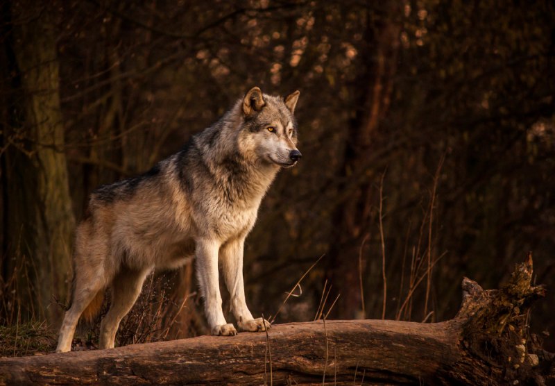 Волк canis Lupus