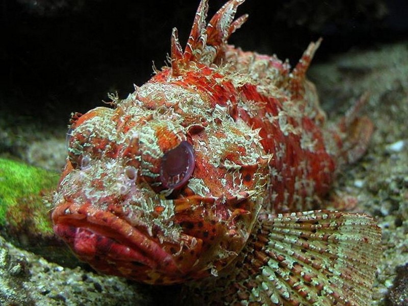 Морской Ерш скорпена