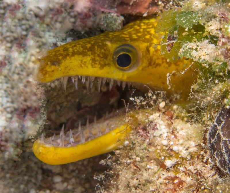 Moray eel рыба