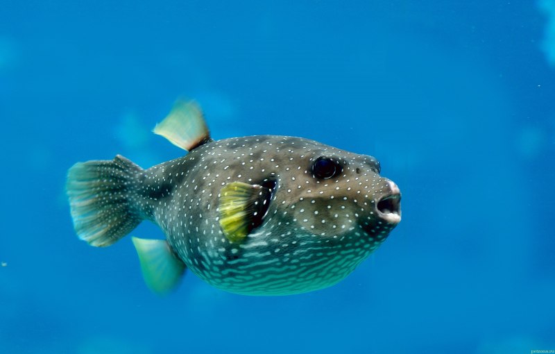 Takifugu rubripes