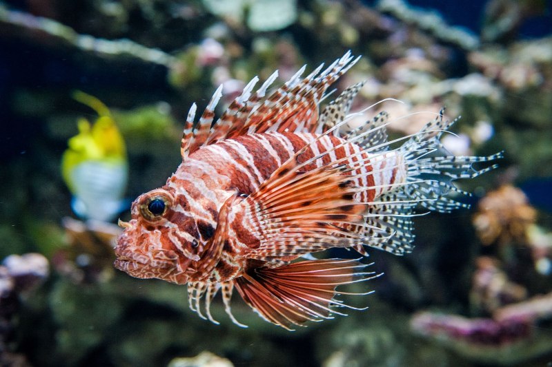 Рыба Pomacentrus amboinensis