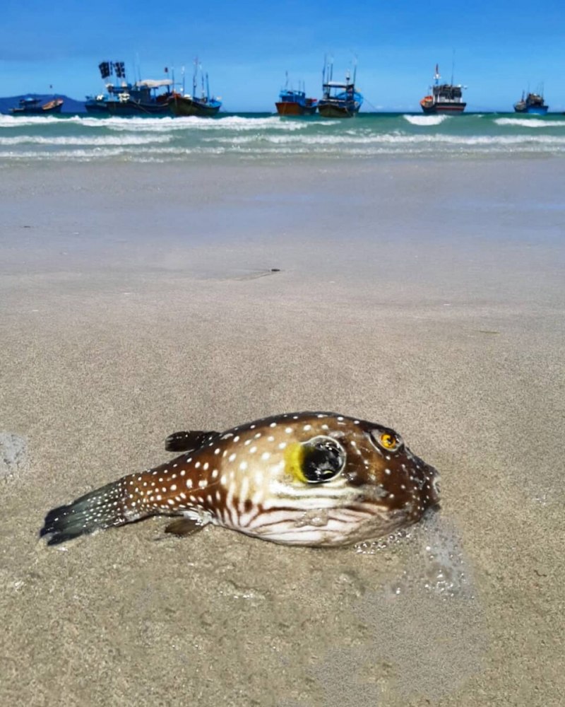 Рыба фугу в Карибском море