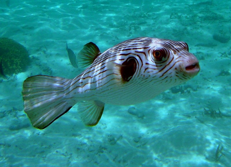 Arothron manilensis