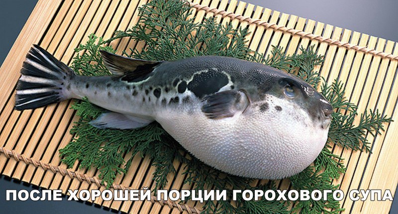 Ядовитая рыба фугу