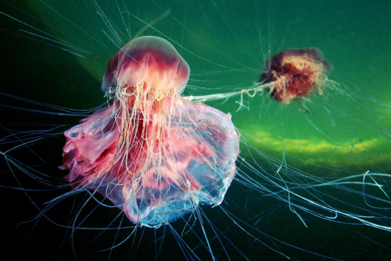 Lion Mane Jellyfish